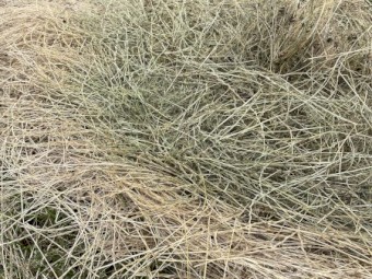 1000 x Rye Grass Mix Hay 5x4 Rolls (New Season 22/23)