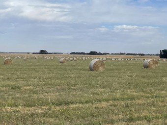 1000 x Rye Grass Mix Hay 5x4 Rolls (New Season 22/23)