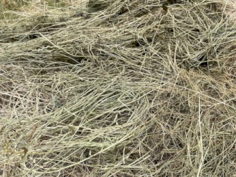 1000 x Rye Grass Mix Hay 5x4 Rolls (New Season 22/23)