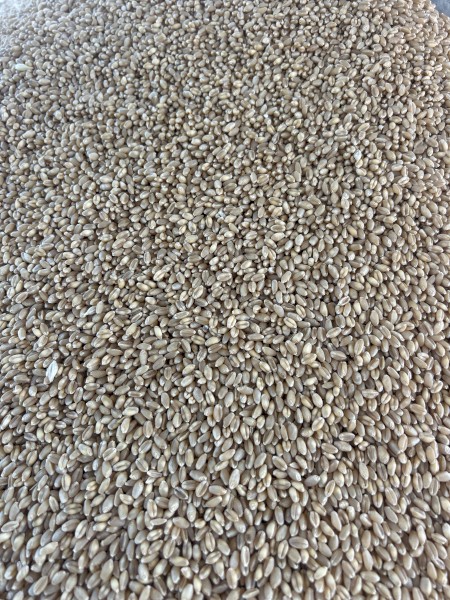 60mt Shotgun Wheat Seed