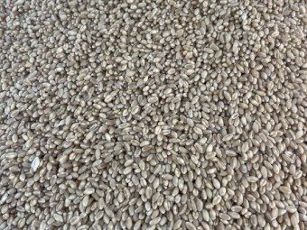 Shotgun seed wheat 