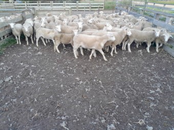 Nudie Ewe Lambs