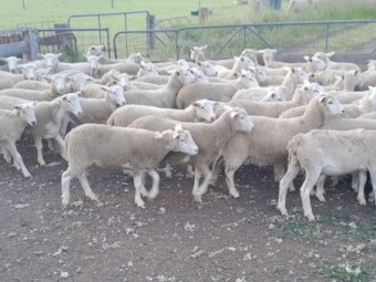 Nudie Ewe Lambs