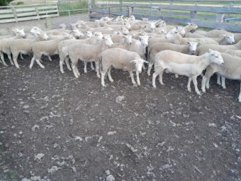 Nudie Ewe Lambs