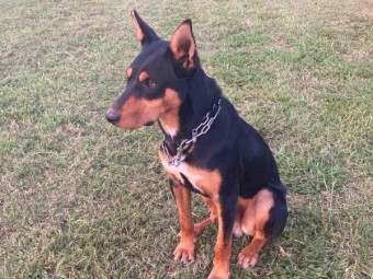Purebred Registered Kelpies 