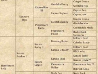 Purebred Registered Kelpies 