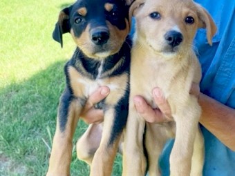 Purebred Registered Kelpies 