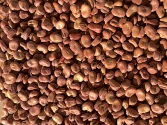 Faba Beans - Bendoc #1’s