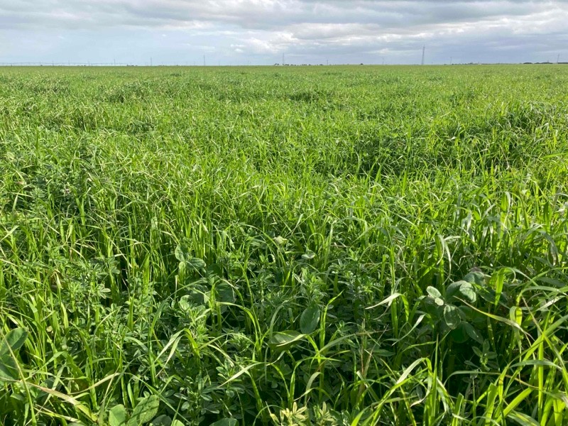 Lucerne, Ryegrass & Clover Silage