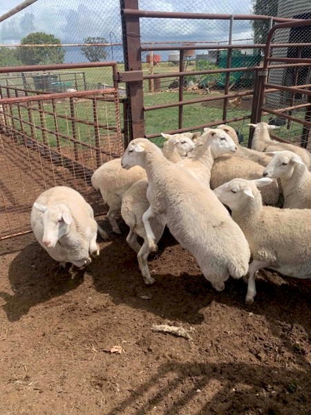 Aussie white x ewes  lambs F4/. F3