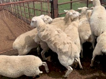 Aussie white x ewes  lambs F4/. F3