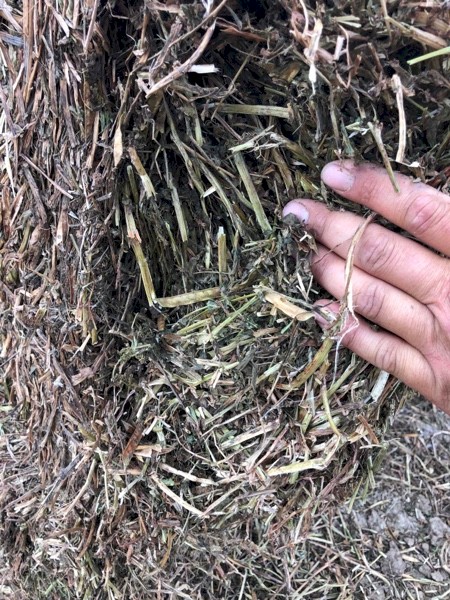 Vetch Hay 530kg 8x4x3 Bales