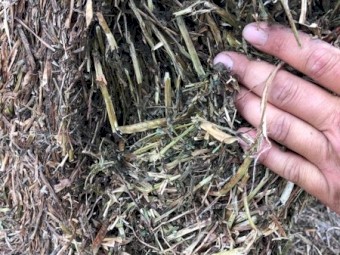 Vetch Hay 530kg 8x4x3 Bales