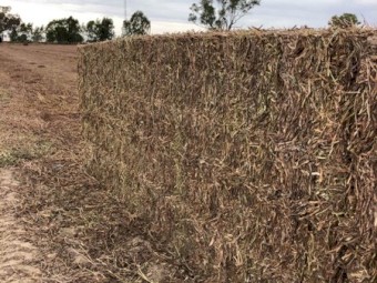 Vetch Hay 530kg 8x4x3 Bales