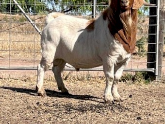 Boer Buck