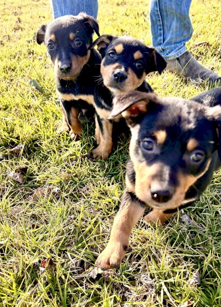 Purebred registered Kelpie pups 