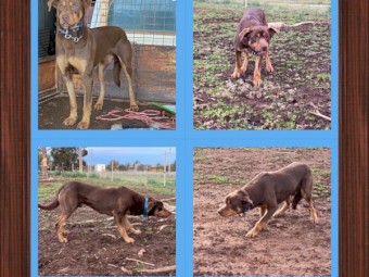 Purebred registered Kelpie pups 