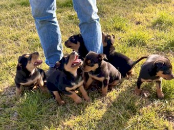 Purebred registered Kelpie pups 
