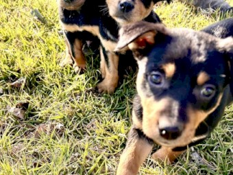 Purebred registered Kelpie pups 