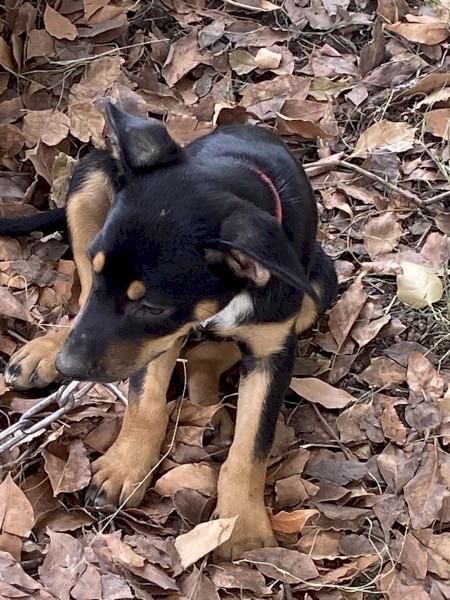 5 x Kelpie Pups Working Lines