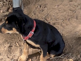 5 x Kelpie Pups Working Lines