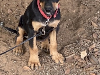 5 x Kelpie Pups Working Lines
