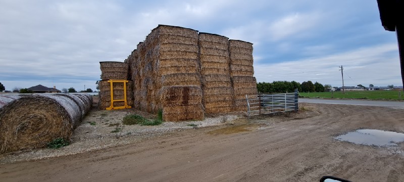 8x4x3 Triticale/Pea Squares