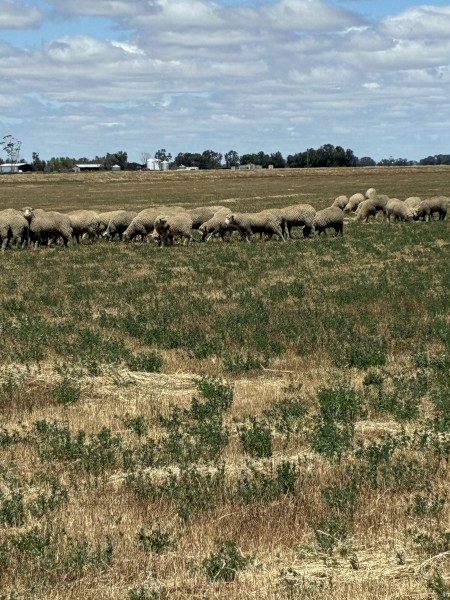 WANTED Crop Stubbles