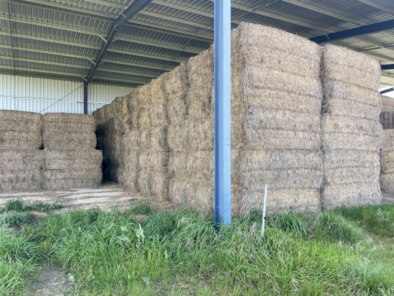 105mt Lucerne Hay 550kg 8x4x3 Bales