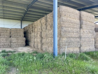 105mt Lucerne Hay 550kg 8x4x3 Bales