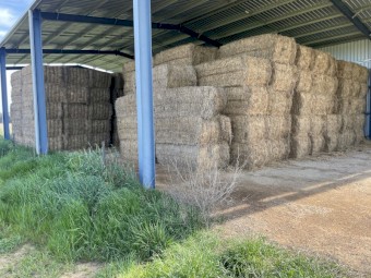 105mt Lucerne Hay 550kg 8x4x3 Bales
