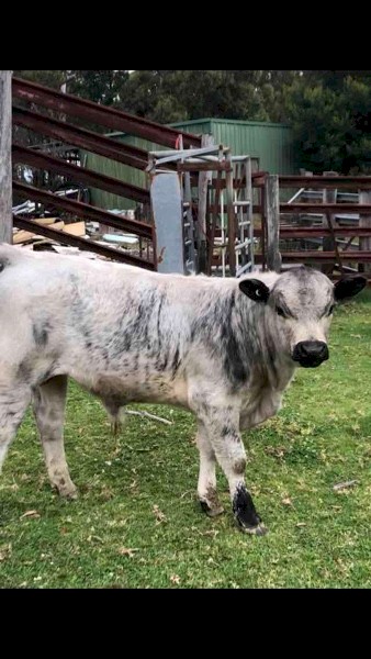 Speckled park cross angus