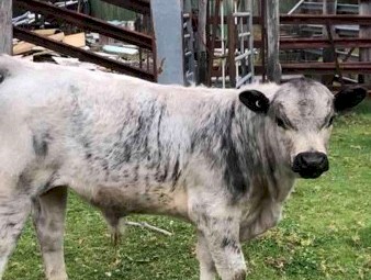 Speckled park cross angus