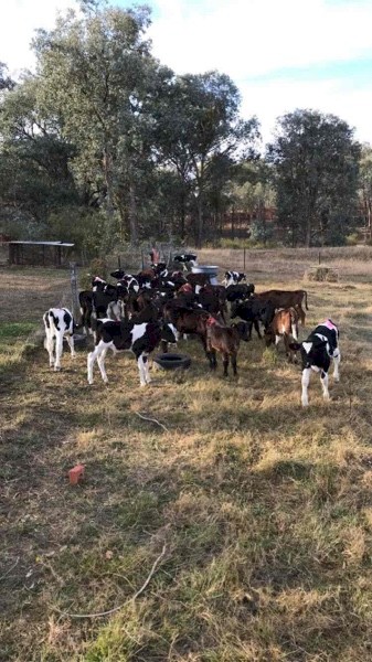 Friesian Bull Calves
