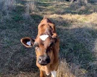 Friesian Bull Calves