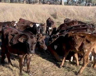 Friesian Bull Calves