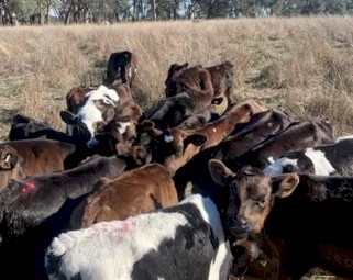 Friesian Bull Calves