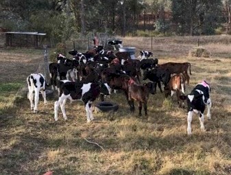 Friesian Bull Calves