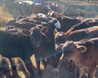 Friesian Bull Calves