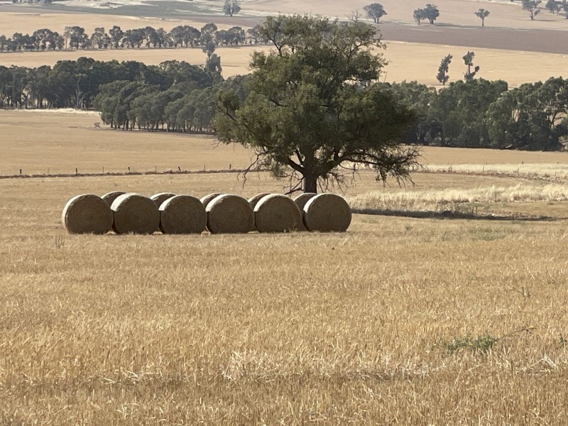 191 x Wheaten/Ryegrass Hay 6x4 Round Bales