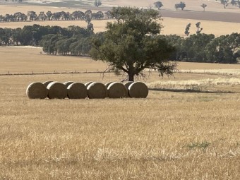191 x Wheaten/Ryegrass Hay 6x4 Round Bales