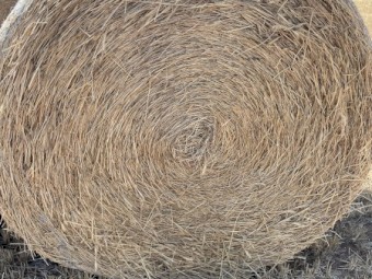 191 x Wheaten/Ryegrass Hay 6x4 Round Bales