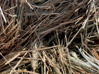 191 x Wheaten/Ryegrass Hay 6x4 Round Bales