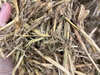 46mt Cereal Vetch Clover Hay 550kg 8x4x3 Bales