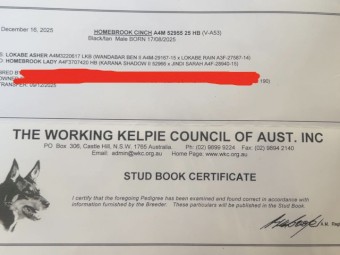 WKC registered started kelpie pup 