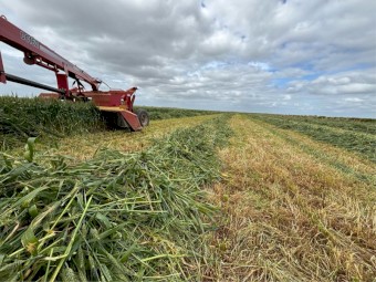 275mt Wheaten Hay 640kg 8x4x3 Bales
