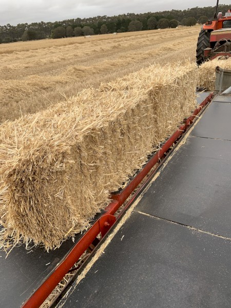 small squares of barley straw