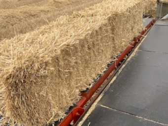 small squares of barley straw