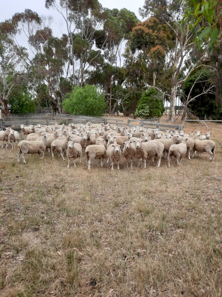 Coopworth Breeding Ewes