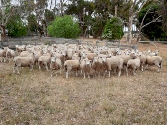 Coopworth Breeding Ewes